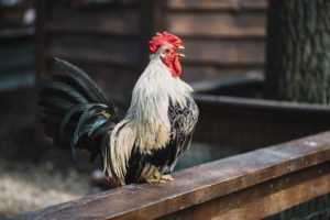 bantam chicken, the mascot of Bantamedia